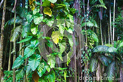 Fragment of a tropical jungle Stock Photo