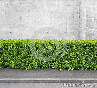 fragment of urban concrete building wall, asphalt pavement and hedge Stock Photo