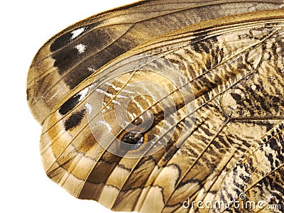 A fragment of a wing of the forest giant owl, or Caligo butterfly Stock Photo