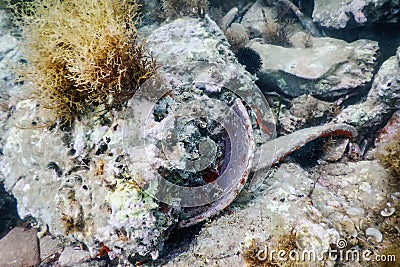 Fragments of Antique Ceramics on Seabed Underwater Stock Photo