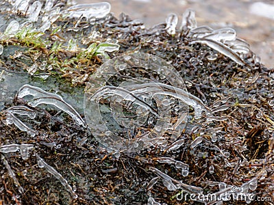 Fragments of frozen seaweed ice texture Stock Photo