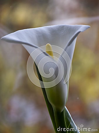 Fragments of kallas flower on blurry background Stock Photo