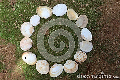 Fragments of seashells found on the coast of Sri Lank Stock Photo