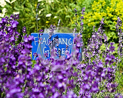 Fragrance garden Stock Photo