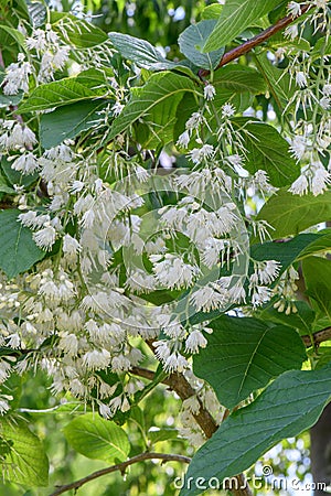Epaulette tree Pterostyrax hispidus, tree with pending white flowers Stock Photo