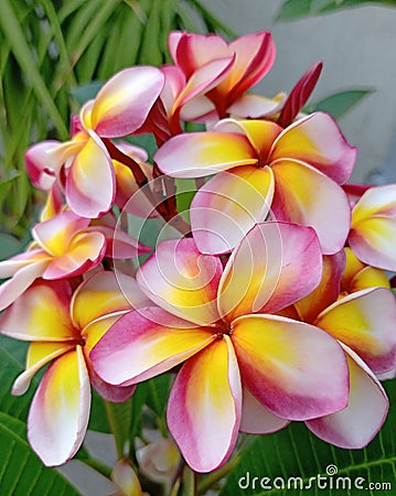 Fragrant Frangipanis in bloom Stock Photo