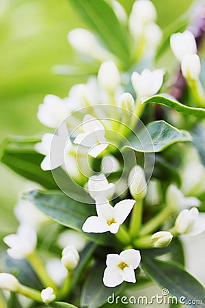 Fragrant lilac with white flowers Stock Photo