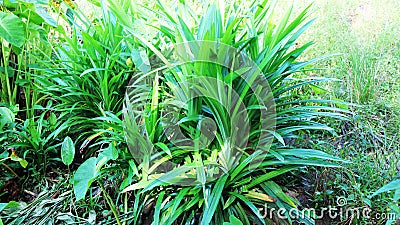 Fragrant pandan is a type of monocotyledonous plant from the Pandanaceae family Stock Photo