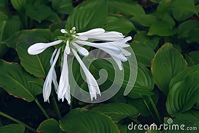 Fragrant plantain lily Stock Photo