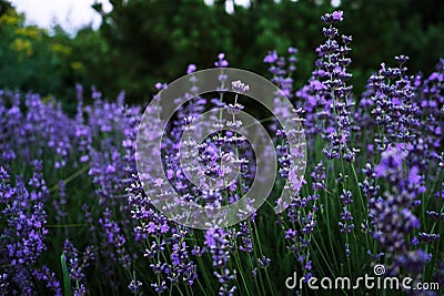 Fragrant purple lavender growing in the park 2 Stock Photo