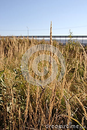 Fragrant spikelet ordinary Stock Photo