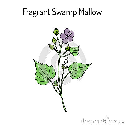 Fragrant Swamp Mallow Pavonia odorata , medicinal plant Vector Illustration