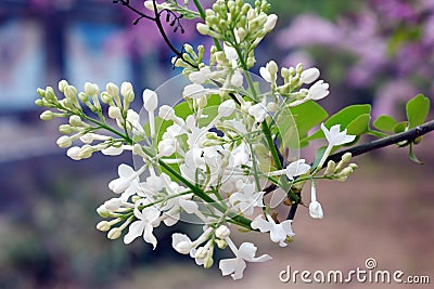 Fragrant white locust tree flowers. Stock Photo