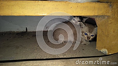 Fragtened feral kittens and concrete. Stock Photo