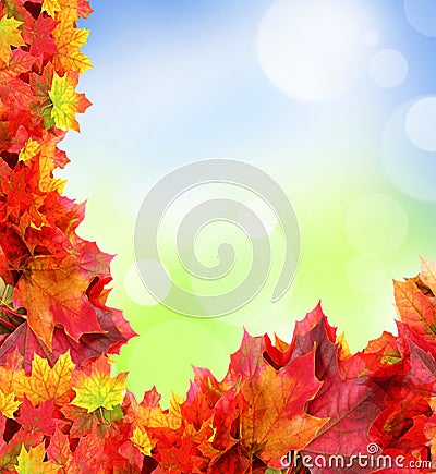 Frame from autumn maple foliage Stock Photo