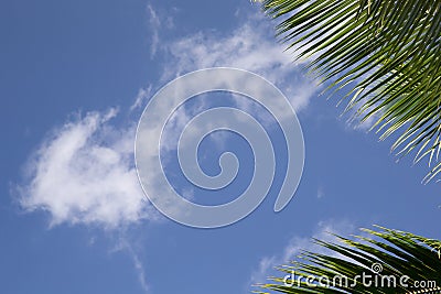 Frame with a blue sky and palm leafes Stock Photo