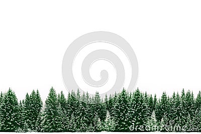 Pine trees forest of green spruces covered by fresh snow during Winter Christmas time as wide frame border background Stock Photo