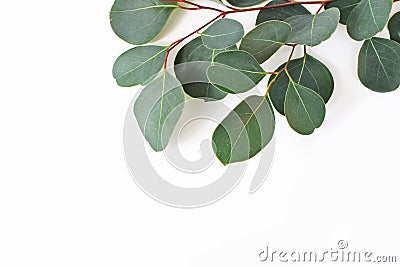 Frame, border made of green Eucalyptus populus leaves and branches on white background. Floral closeup composition Stock Photo