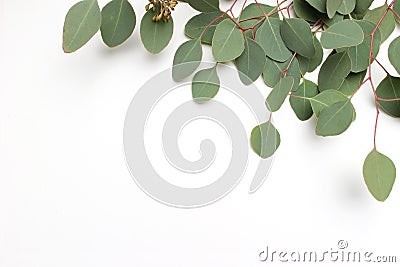 Frame, border made of green Silver dollar Eucalyptus cinerea leaves and branches on white background. Floral composition Stock Photo