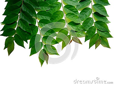 Frame with bunch of green star gooseberry leafs isolated on whi Stock Photo