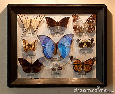 Frame butterflies Stock Photo