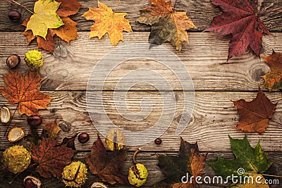 Frame of chestnuts and autumnal maple leaves with film filter effect horizontal Stock Photo