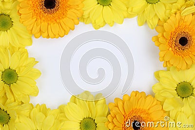 Frame from Chrysanthemums flowers in spring or mothers day with Stock Photo