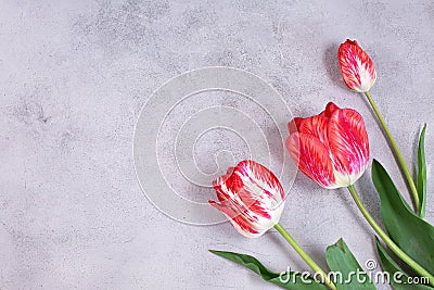 frame of Color tulips flowers on grey background. Stock Photo