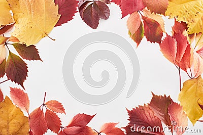 Frame of colorful red and yellow leaves of alder, maple and wild grapes isolated on white with copy space. Stock Photo
