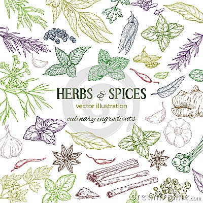 Frame composed of hand drawn colored herbs and spices Vector Illustration