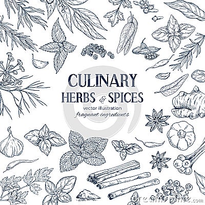 Frame composed of hand drawn herbs and spices Vector Illustration