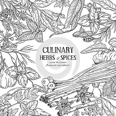 Frame composed of hand drawn herbs and spices Vector Illustration