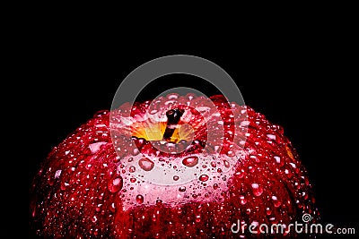 A Frame filling Macro image of a vibrant Red apple covered in water drops beading on the peel. Featuring 1/3 frame of negative Stock Photo