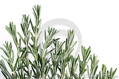 Frame of fresh garden rosemary herbs.. Isolated on white Stock Photo