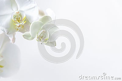 Frame of fresh white orchid on white background . Floral frame. Selective focus, concept idea design with copy space add text. Top Stock Photo