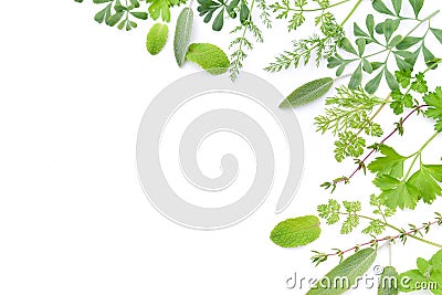 Frame of herbal leaves Stock Photo
