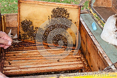 Frame with honeycomb with bees in the opened beehive Stock Photo