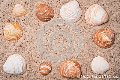 Frame made out of seashells on a golden beach sand Stock Photo