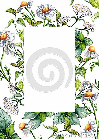 Frame of nettle, achillea millefolium, chamomile watercolor illustration isolated on white background. Urtica dioica Cartoon Illustration