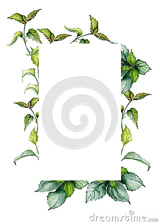Frame of nettle stem herbal plant watercolor illustration isolated on white background. Urtica dioica, green leaves Cartoon Illustration