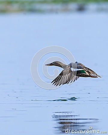 ???????? . . In Frame : Northern shoveler & Shot on Nikon d7500 with 200-500 mm. . Exif A: 6.3 S: 800 ISO: 400 . . . Follow for mo Stock Photo