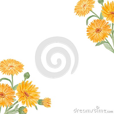 Frame of orange calendula officinalis. Watercolor hand drawn illustration. Botanical painting for labels, eco goods Cartoon Illustration