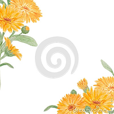 Frame of orange calendula officinalis. Watercolor hand drawn illustration. Botanical painting for labels, eco goods Cartoon Illustration