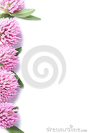 Frame of pink clover flowers isolated Stock Photo