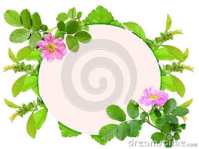 Frame with pink dog-rose flowers Stock Photo