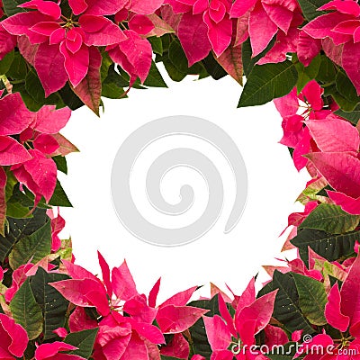 Frame of pink poinsettia flower or christmas star Stock Photo