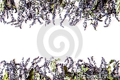 Frame of purple dried sage on a white background. Stock Photo