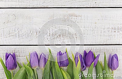 Frame of purpleviolet tulips on white rustic wooden background Stock Photo