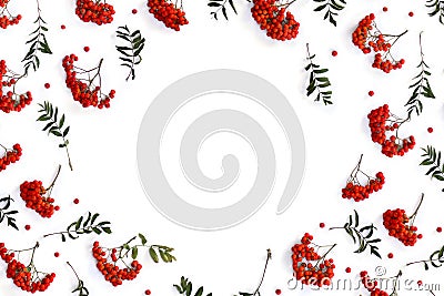 Frame of red berries European rowan Sorbus aucupari on a white background with space for text. Top view, flat lay Stock Photo