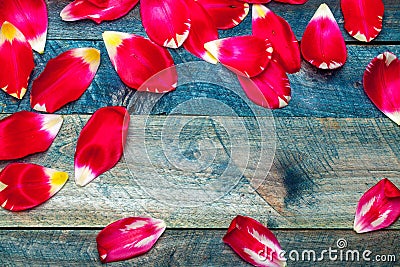 Frame from red tulip petals Stock Photo